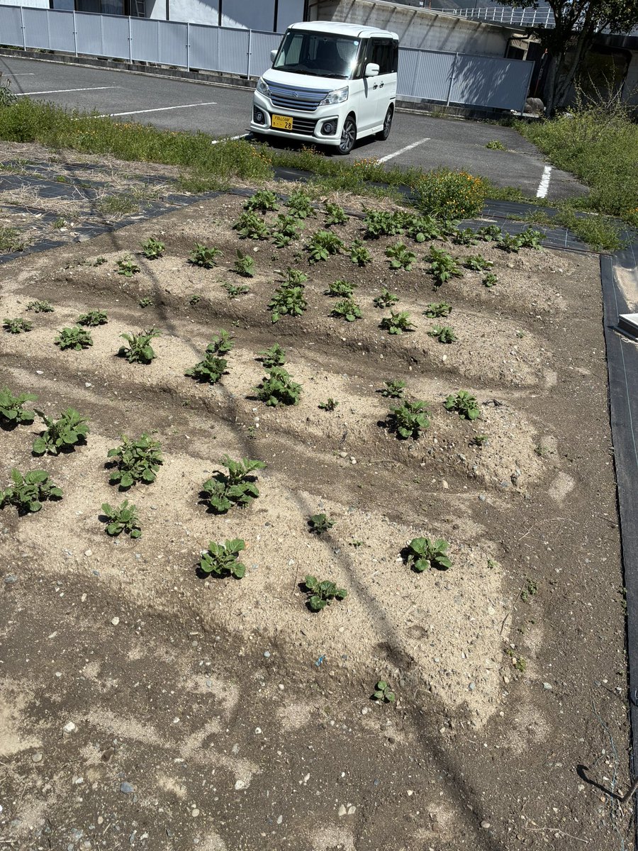 やっとでだしたな