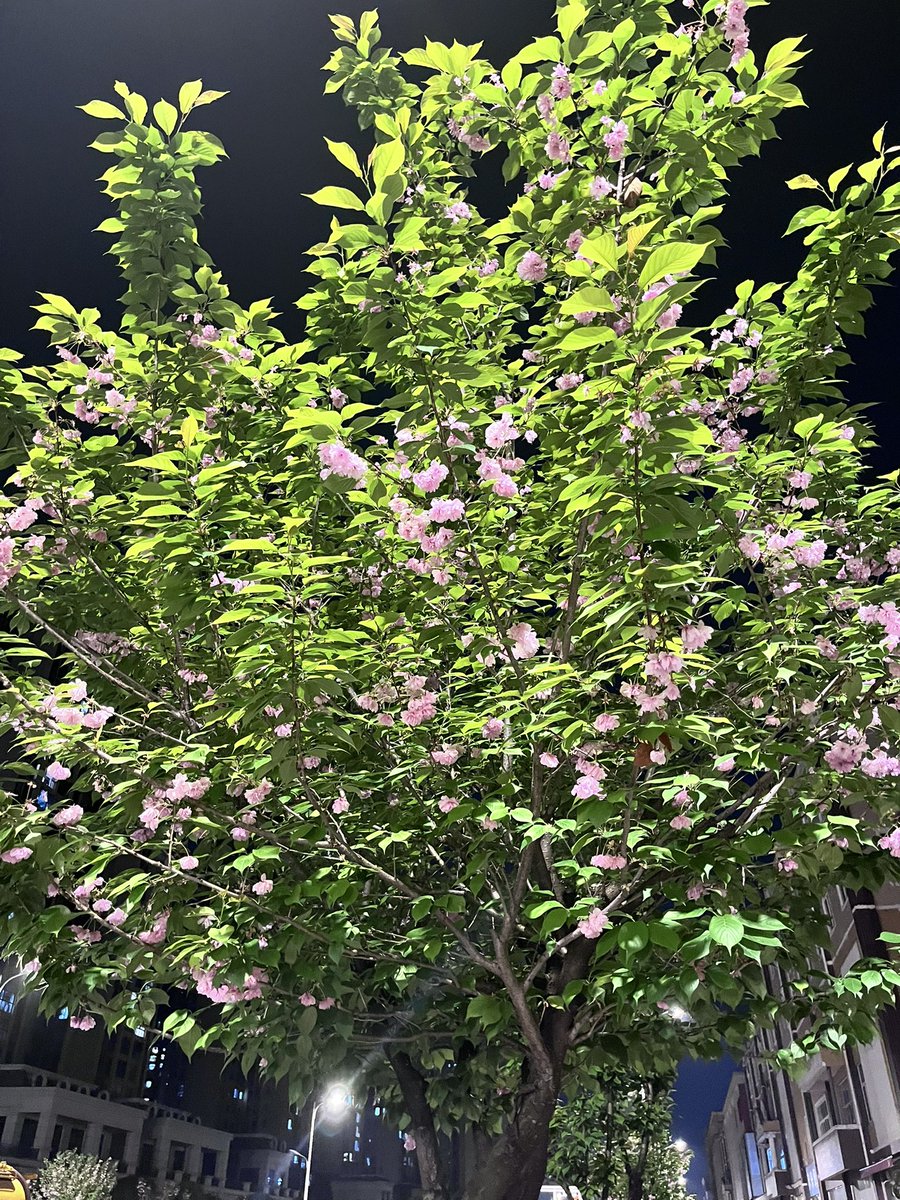 com70448642's tweet photo. 散步 路边的花 https://t.co/0Tb6mZLsuw