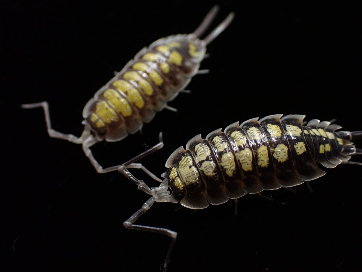 ダンゴムシ様　4点おまとめ だんごむし｜ずかん｜いきもの大図鑑｜ガシャポンオフィシャルサイト