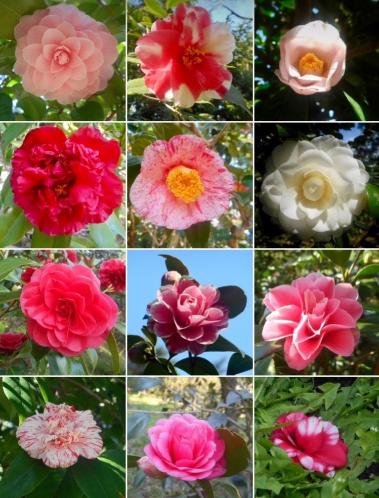 なからぎの森の木の精bot tweet media