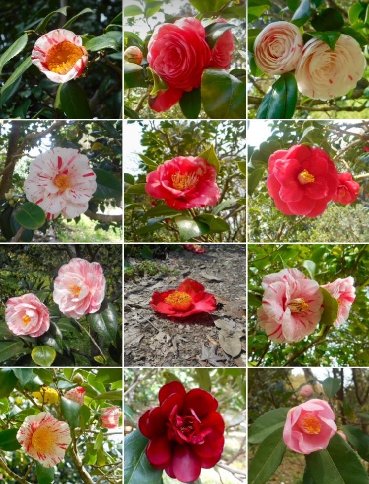 なからぎの森の木の精bot tweet media