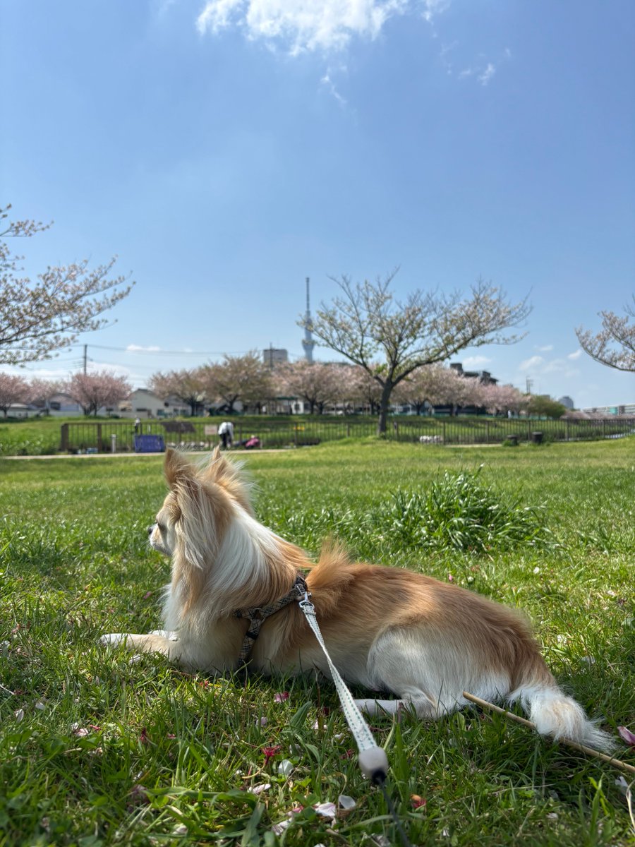 kntrizm21's tweet photo. 東京は26度
半袖でも暑い🫠けど、
風が心地よい木陰🐕 https://t.co/YaCaNndtza