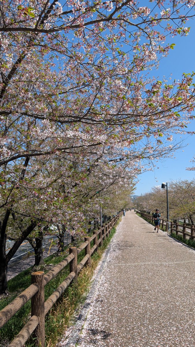 近くの公園にて🌸
昨日の雨で散っちゃった〜🥺でもちょっと残ってたし、桜吹雪も見れたから見に来てよかった😊💕