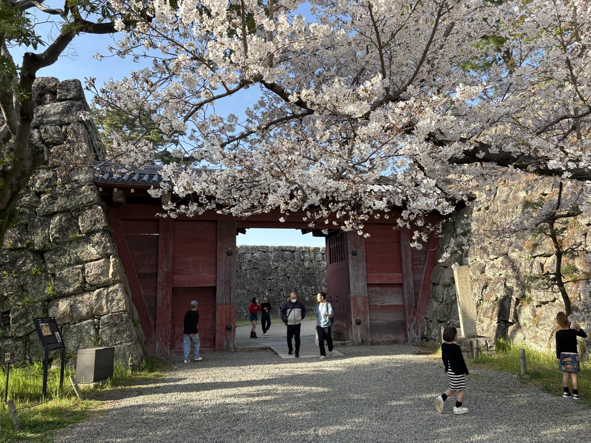urayanagi_'s tweet photo. 今年の桜と早めの海 https://t.co/MCq6lYhqDw