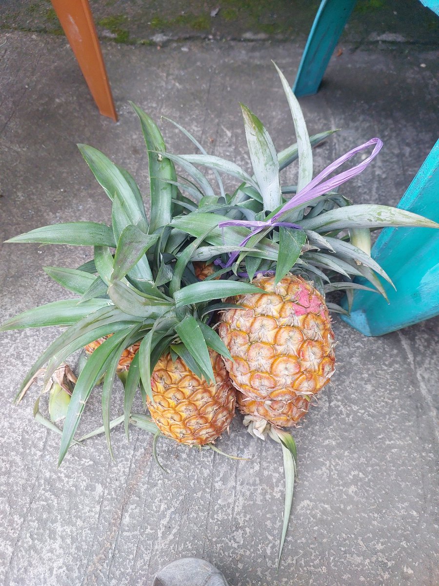 din padingdong tweet media