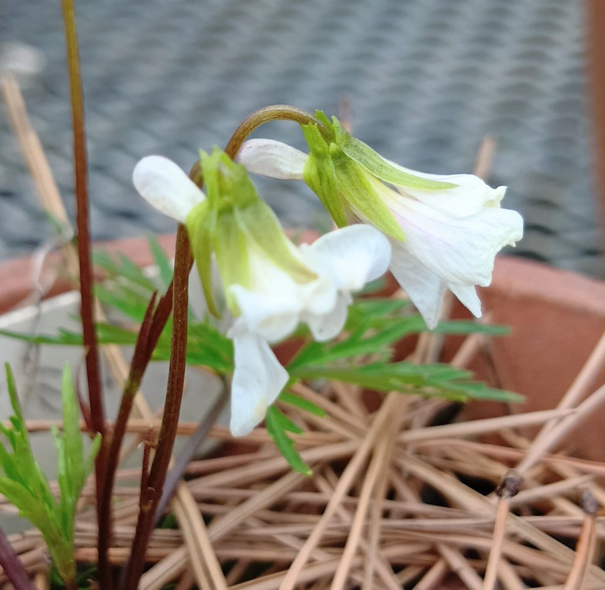 おがっつ@こげら。'26 tweet media