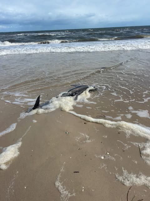 mary poppins tweet media