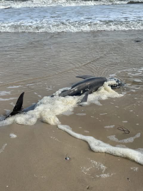 mary poppins tweet media