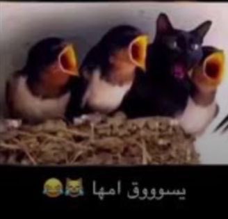 M tweet media