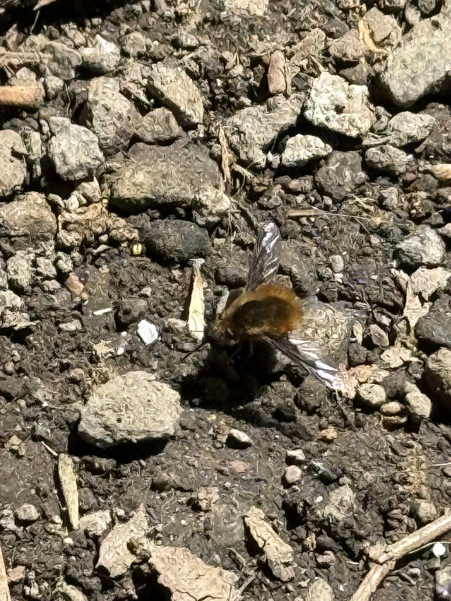 コウ☮︎Bushcrafter tweet media