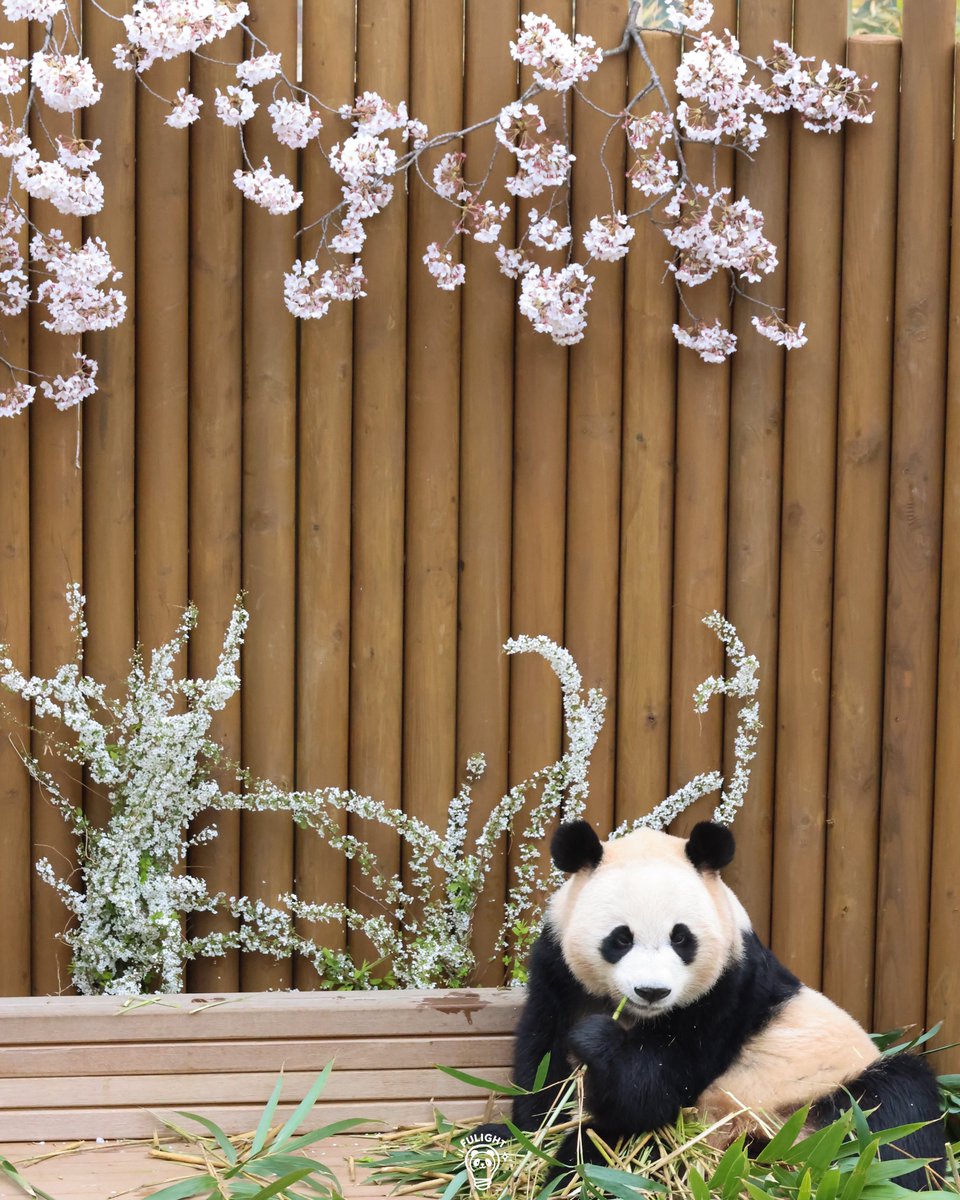 FULIGHT.BAO tweet media