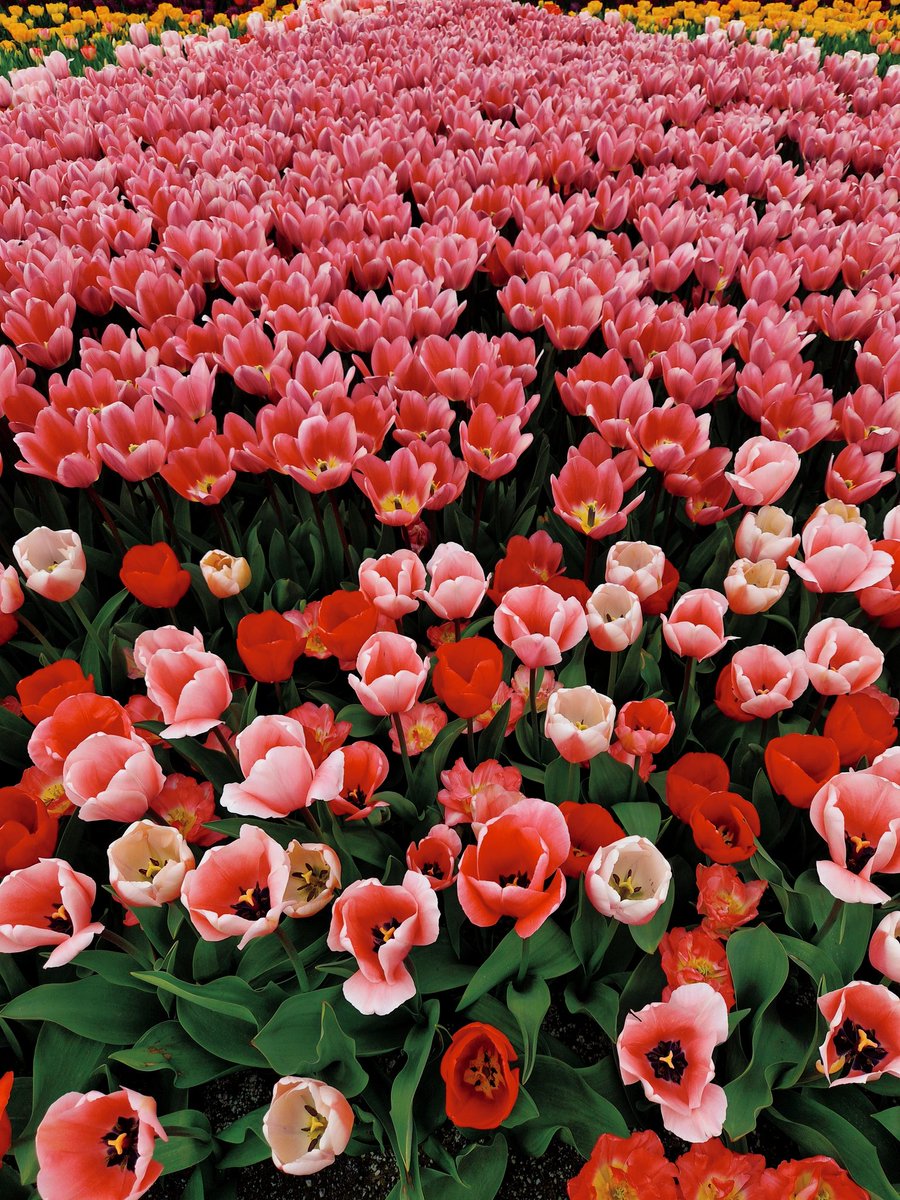 七姑妈 tweet media