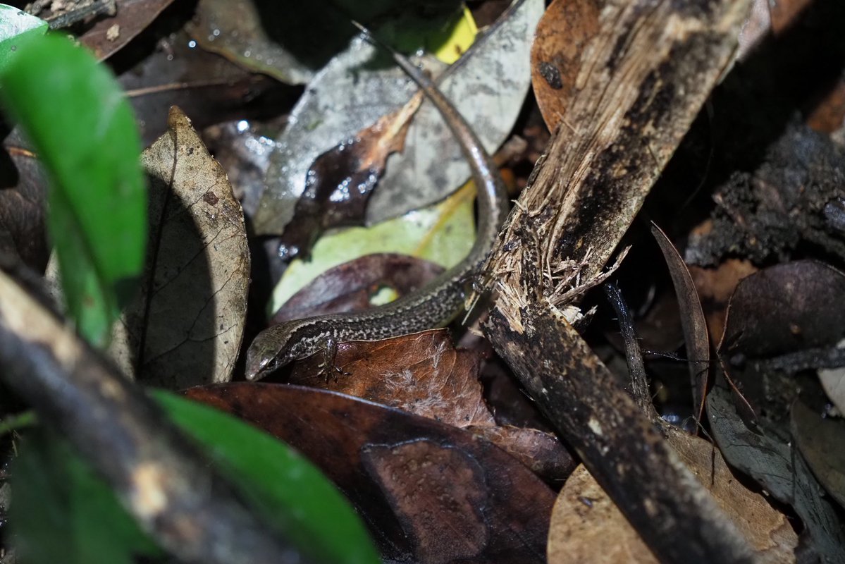 らみせ tweet media