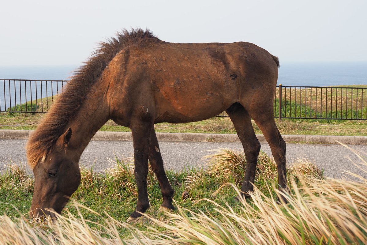 らみせ tweet media