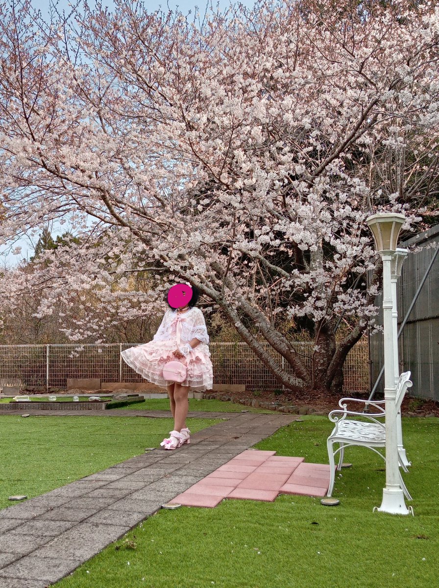 kozue53's tweet photo. 先日のお花見オフ会にて・・・🎀
（ゆめかわガール：バックリボン付きホワイトシュガードレス）

昨年、整備したスポットの水仙も綺麗に咲きそろいました💕

#ロリィタ #ロリィタさんと繋がりたい #甘ロリ #姫ロ���
#ピンク大好き #ピンク大好きさんと繋がりたい
#フリフリドレス #お姫様になりたい https://t.co/pQFgJN4c0T
