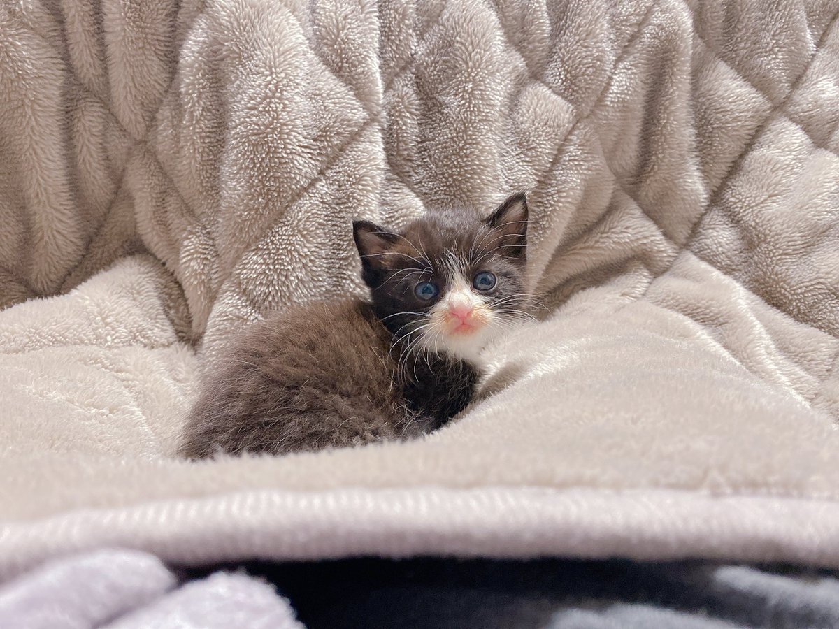 パトと墨 tweet media