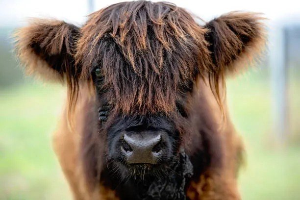 Rhett Butlerian Jihad tweet media