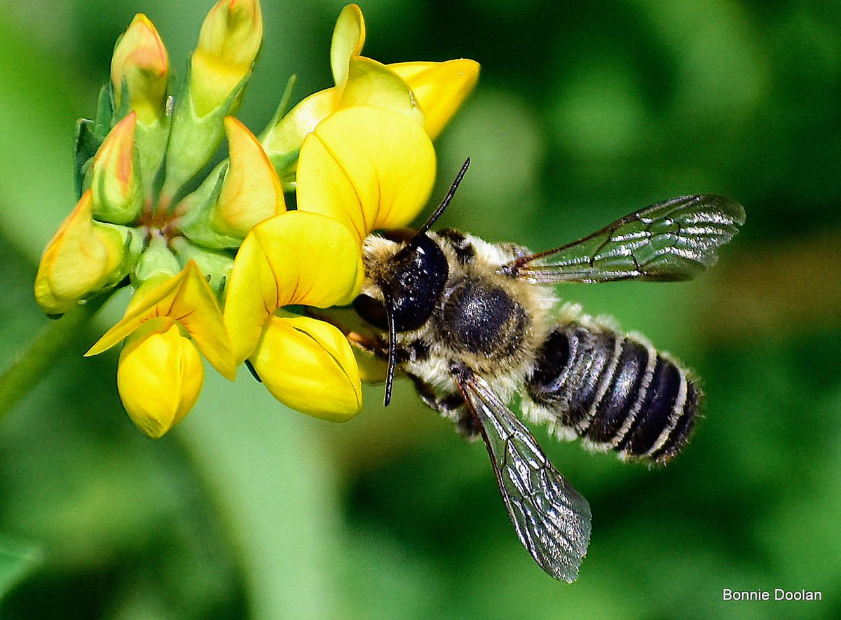 BonnieDool5t's tweet image. Today’s Bee   #bee #NaturePhotography