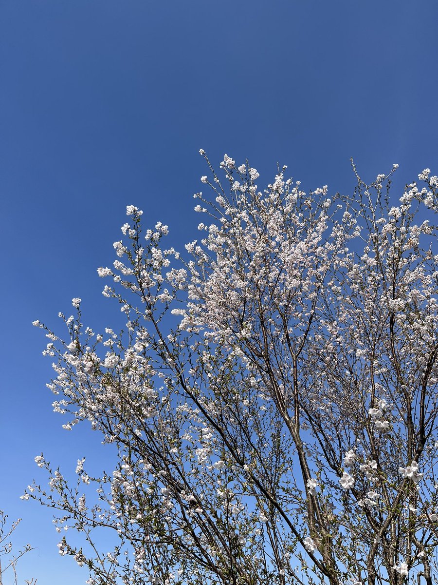 kinoconoconoco1's tweet photo. 皆様お久しぶりです。🍄です。
いつの間にか4月ですね。

色々あったんです。
リアルタイムではポスト出来ませんでした。

登校拒否、家出、新たな疾患…
経て、この春から通信制高校へ。
そう。次女が高校生になったんです。

学校の調査票を記入する為、母子手帳を開きました。

涙が出ました。 https://t.co/ZMwjREVopW