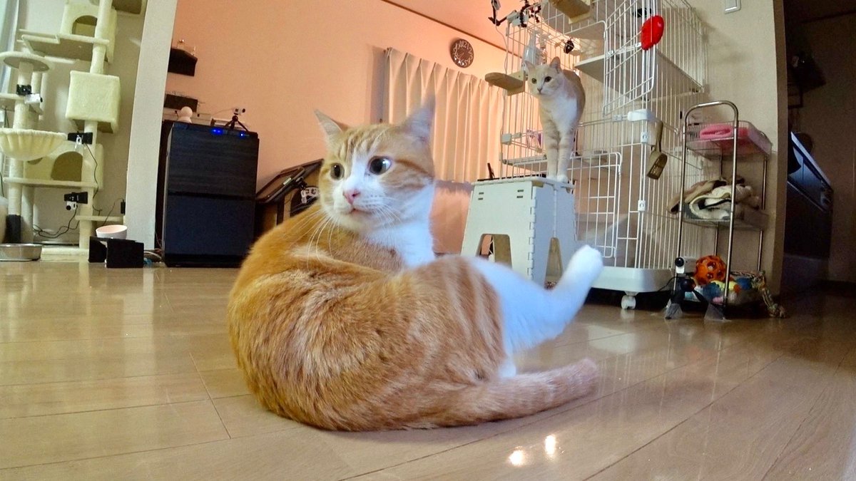 minnano_zoo_ntv's tweet photo. 先住ニャンズ vs 預かりシャー猫
みりちゃむ家で喧嘩勃発！？

絶賛・人なれ修業中の
「たくあん＆メンマ」

パンチも繰り出す「たくあん」は
あの先住の前だけ、甘えん坊 解禁😻❤️

さらに「メンマ」は、ちゃむママの出す
ある音🍞に誘われて...⁉️

#嗚呼みんなの動物園 今夜7時！ https://t.co/GWYNCn4Evx