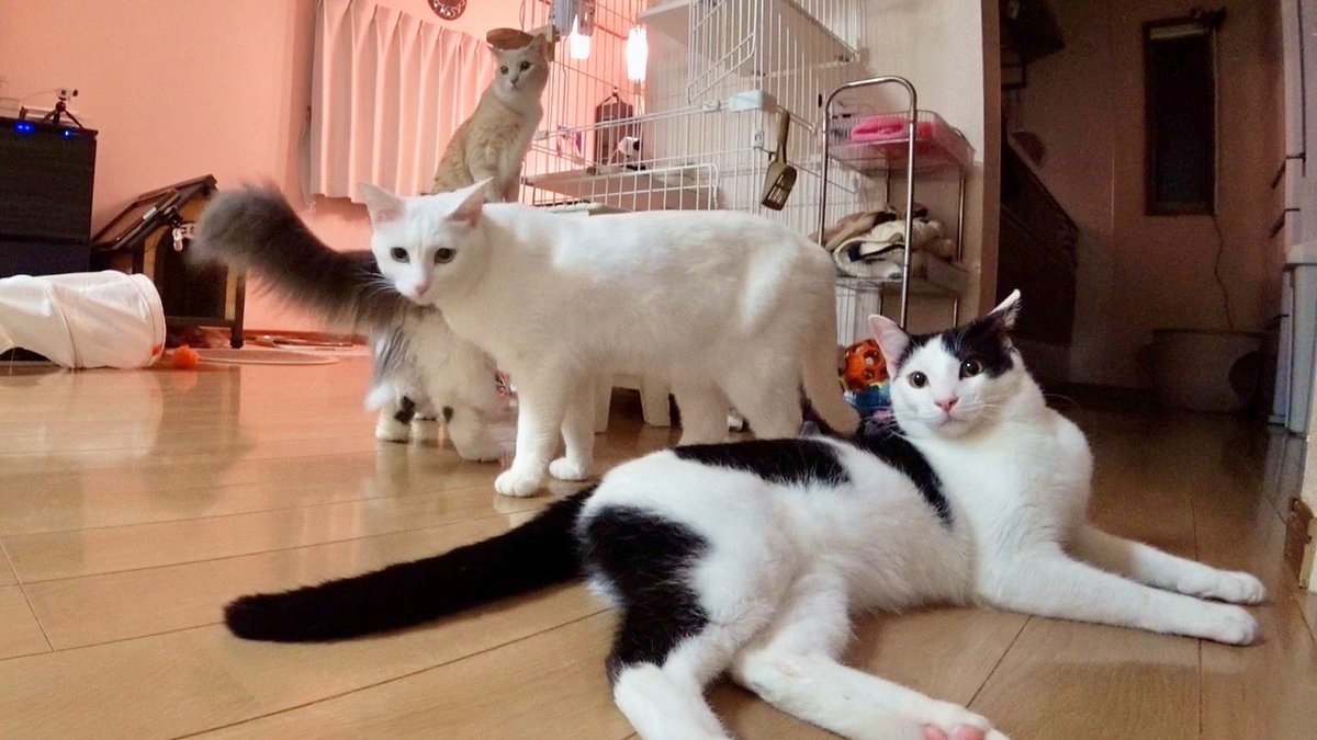 minnano_zoo_ntv's tweet photo. 先住ニャンズ vs 預かりシャー猫
みりちゃむ家で喧嘩勃発！？

絶賛・人なれ修業中の
「たくあん＆メンマ」

パンチも繰り出す「たくあん」は
あの先住の前だけ、甘えん坊 解禁😻❤️

さらに「メンマ」は、ちゃむママの出す
ある音🍞に誘われて...⁉️

#嗚呼みんなの動物園 今夜7時！ https://t.co/GWYNCn4Evx