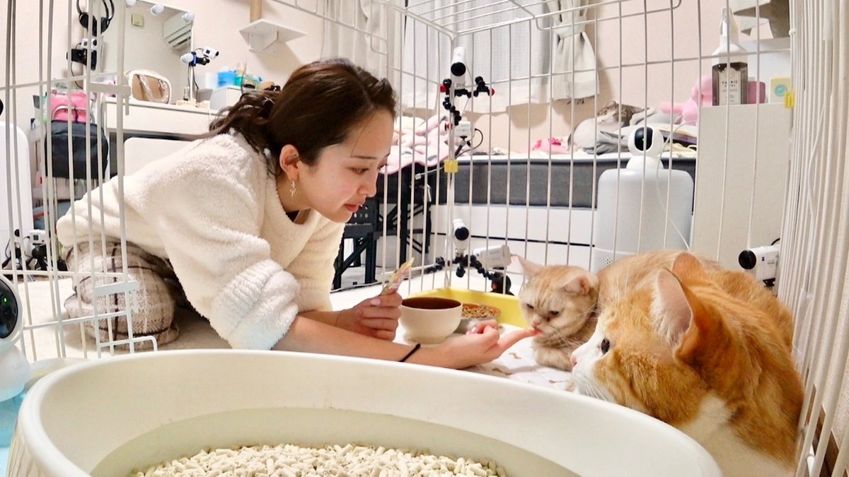 minnano_zoo_ntv's tweet photo. 先住ニャンズ vs 預かりシャー猫
みりちゃむ家で喧嘩勃発！？

絶賛・人なれ修業中の
「たくあん＆メンマ」

パンチも繰り出す「たくあん」は
あの先住の前だけ、甘えん坊 解禁😻❤️

さらに「メンマ」は、ちゃむママの出す
ある音🍞に誘われて...⁉️

#嗚呼みんなの動物園 今夜7時！ https://t.co/GWYNCn4Evx