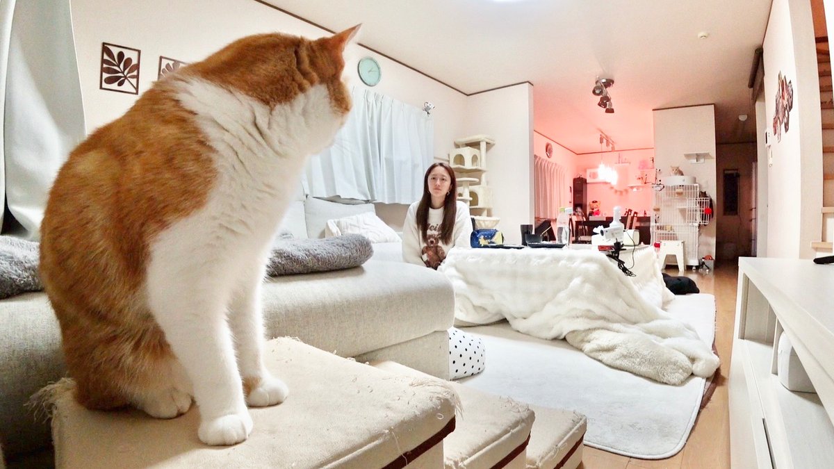 minnano_zoo_ntv's tweet photo. 先住ニャンズ vs 預かりシャー猫
みりちゃむ家で喧嘩勃発！？

絶賛・人なれ修業中の
「たくあん＆メンマ」

パンチも繰り出す「たくあん」は
あの先住の前だけ、甘えん坊 解禁😻❤️

さらに「メンマ」は、ちゃむママの出す
ある音🍞に誘われて...⁉️

#嗚呼みんなの動物園 今夜7時！ https://t.co/GWYNCn4Evx