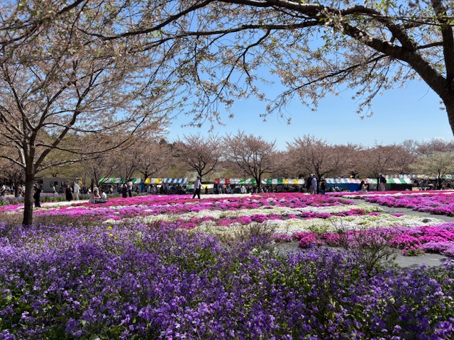 aoneko111's tweet photo. 本日(4/11)の ＃赤城南面千本桜 は桜吹雪🌸
風に舞う桜と菜の花、芝桜のコントラストがお楽しみいただけます！
＃お花見　＃前橋 https://t.co/YV5l5pSdm1