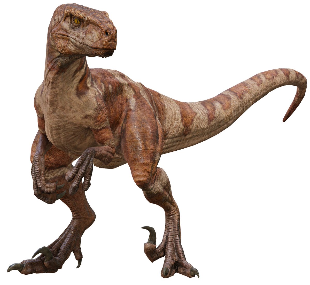 lukiethewesly13's tweet photo. Chat, does anyone know the genders of the Atrociraptors? https://t.co/4vjZUUTEFD