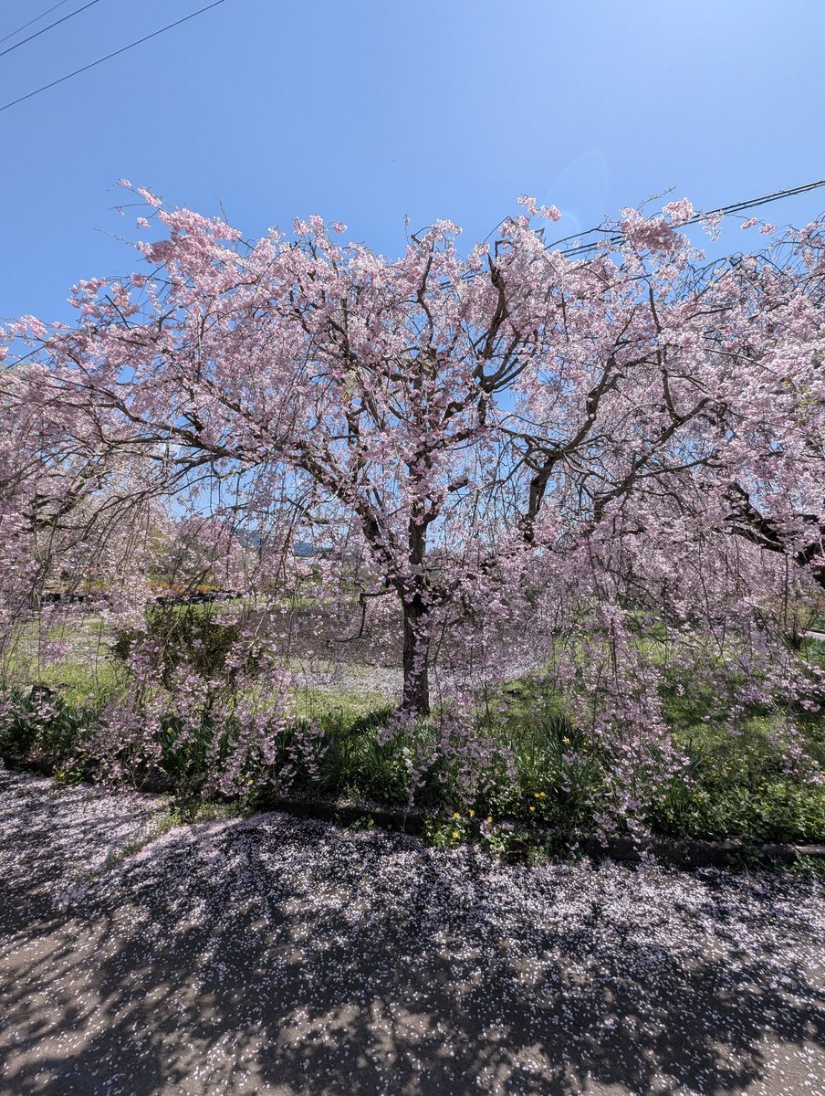 kaz✱٭❀* tweet media