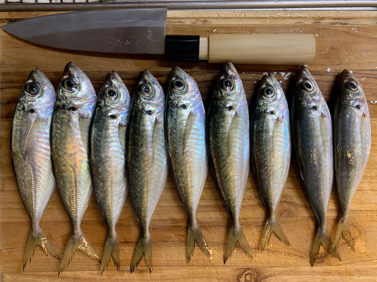 nu_saunner's tweet photo. そう言えばこの前友人から鯵をもらって捌いて料理したのだった

とりあえずポストしとこう

鯵は何にしても美味いね☀️ https://t.co/NBDU7lXtnW