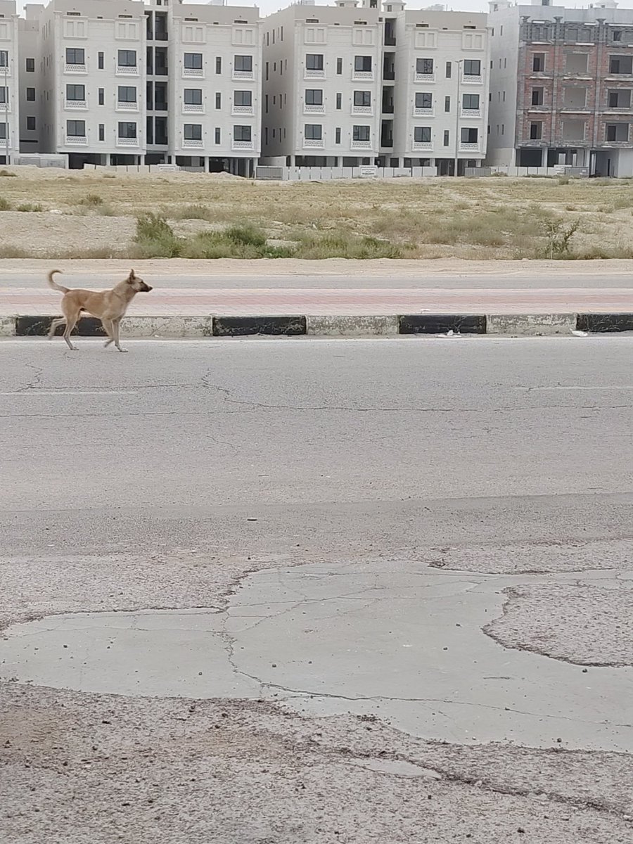 مسفر جُمّان tweet media