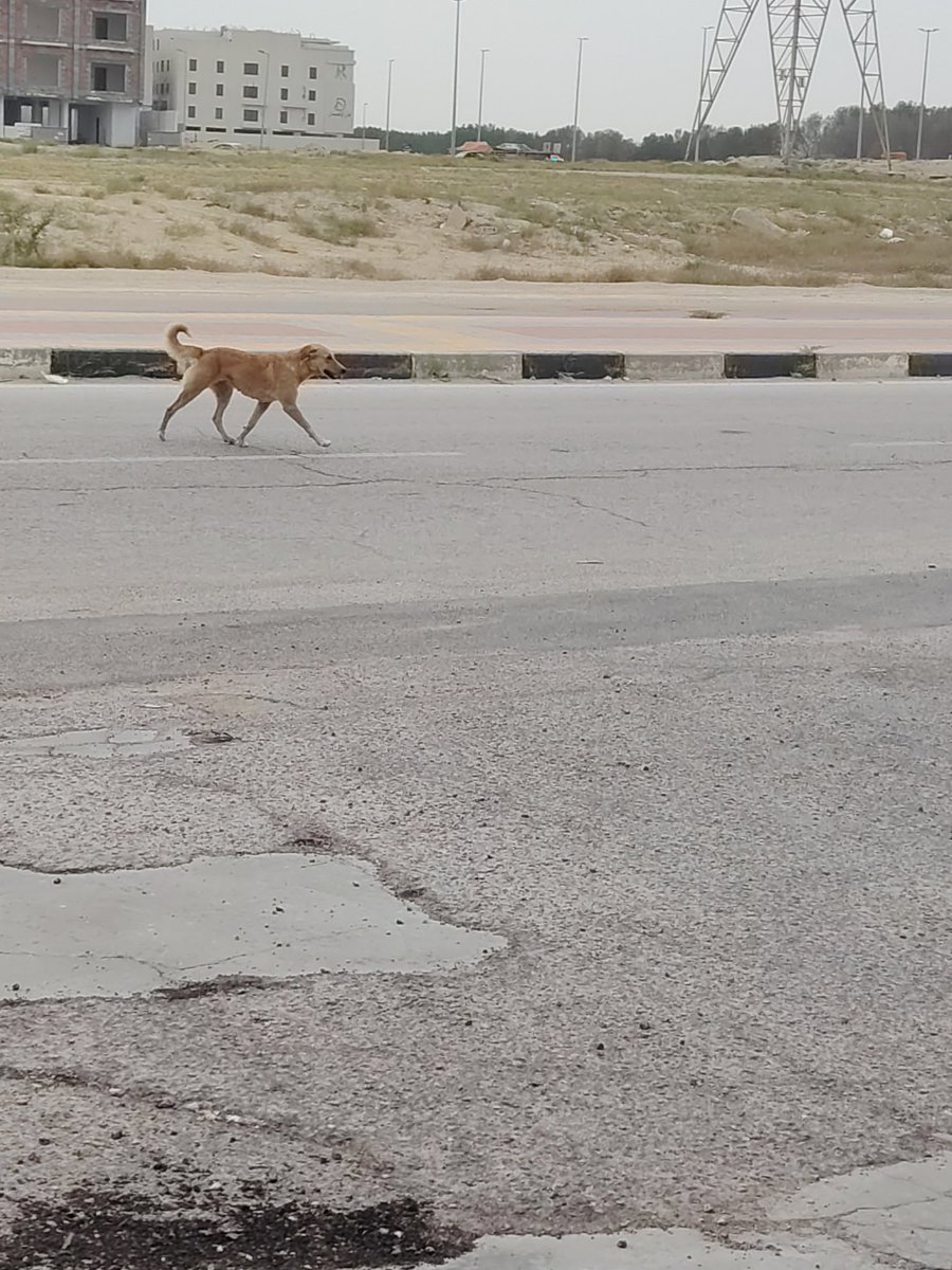 مسفر جُمّان tweet media