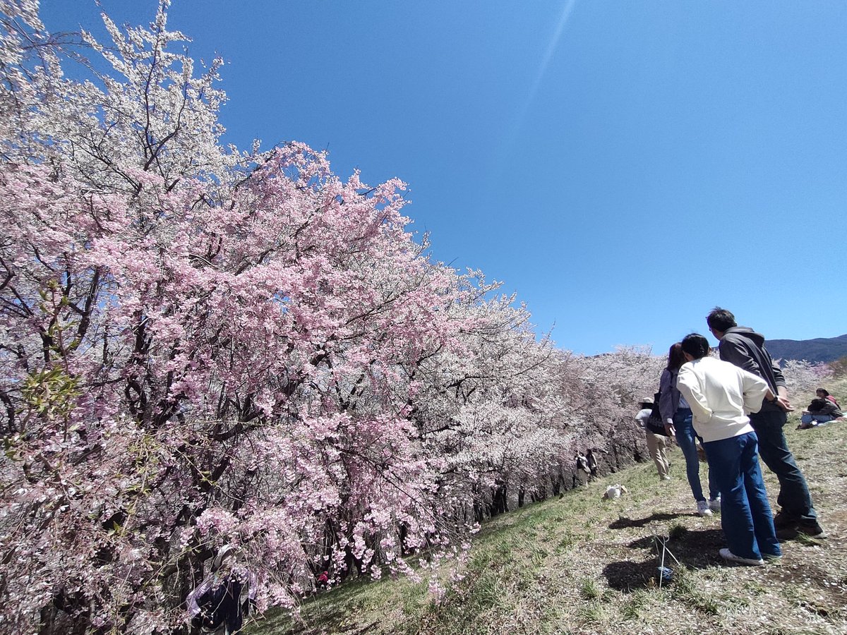 the8_41's tweet photo. 今日はのんびりお花見へ。
ちょうど見頃で最高でした。 https://t.co/wHGTVc49PL