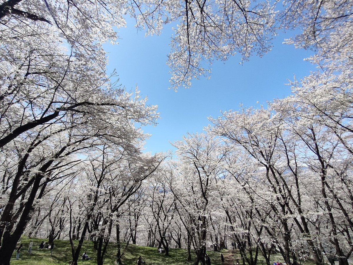 the8_41's tweet photo. 今日はのんびりお花見へ。
ちょうど見頃で最高でした。 https://t.co/wHGTVc49PL