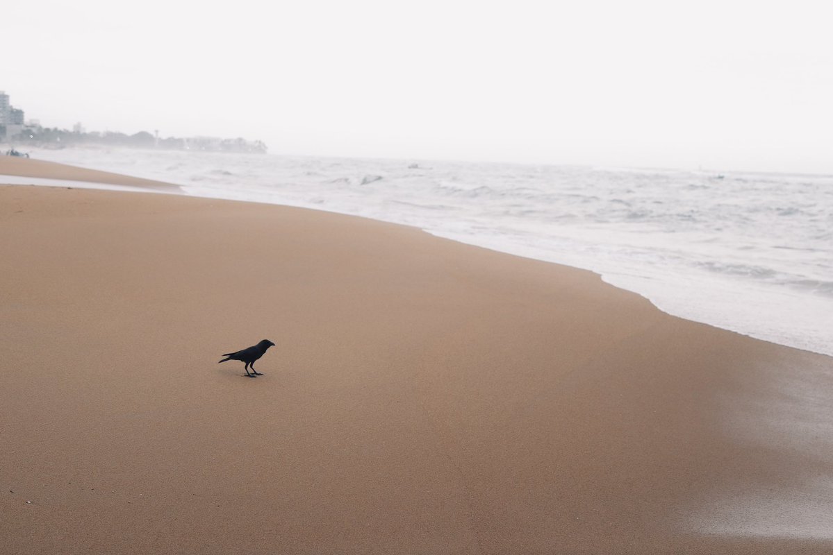 oddshotsgallery tweet media