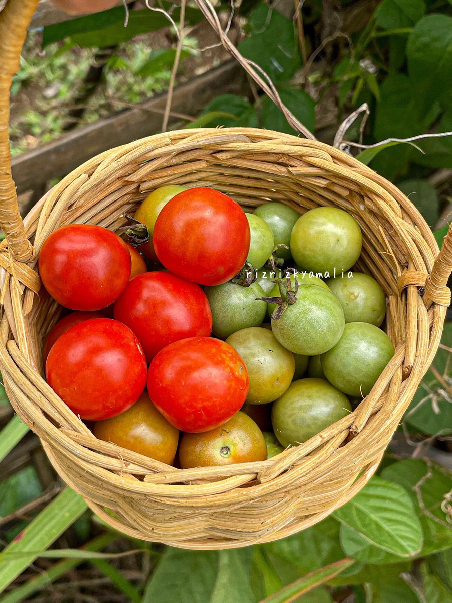 ulil🌱 tweet media