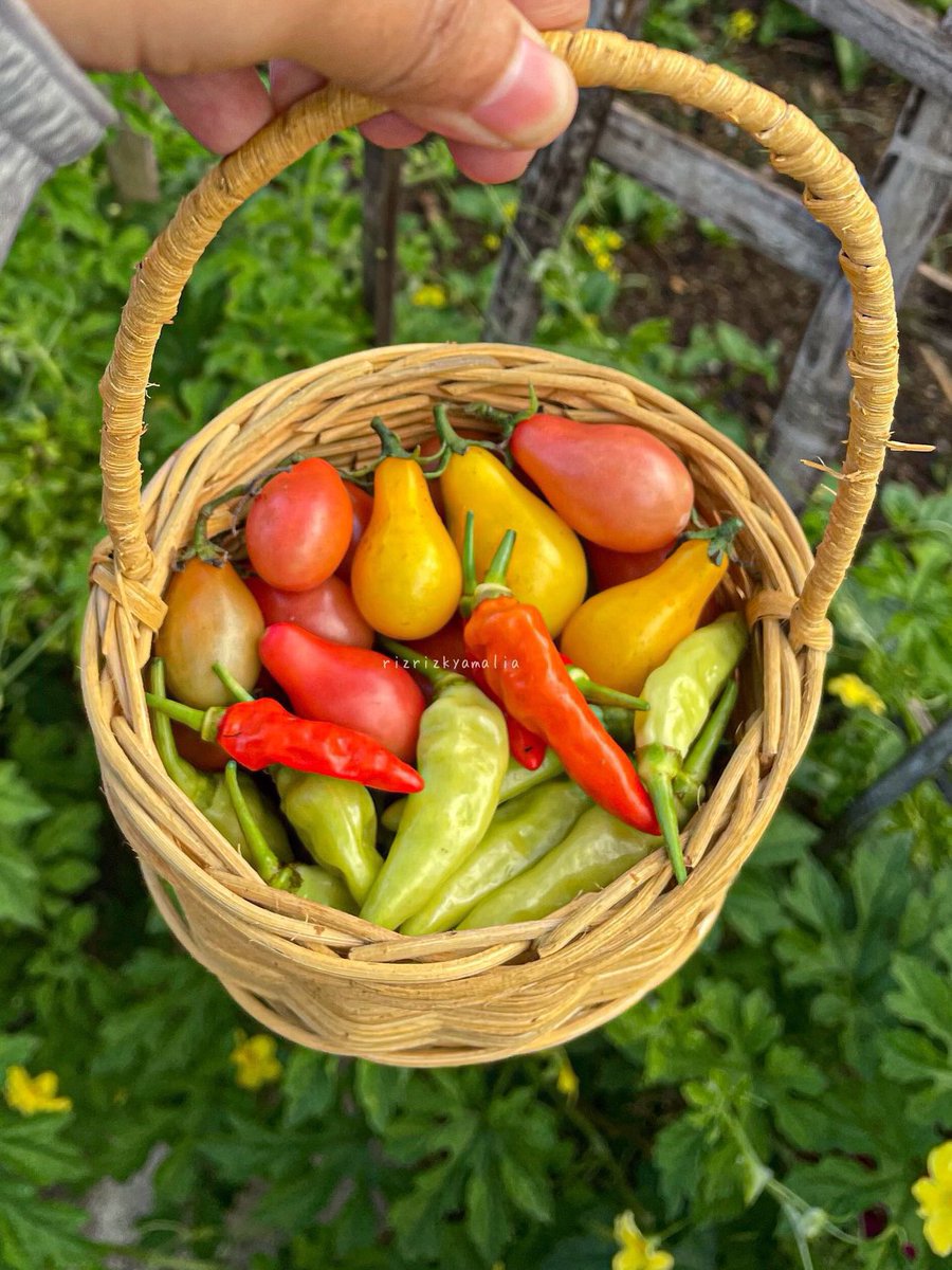 ulil🌱 tweet media