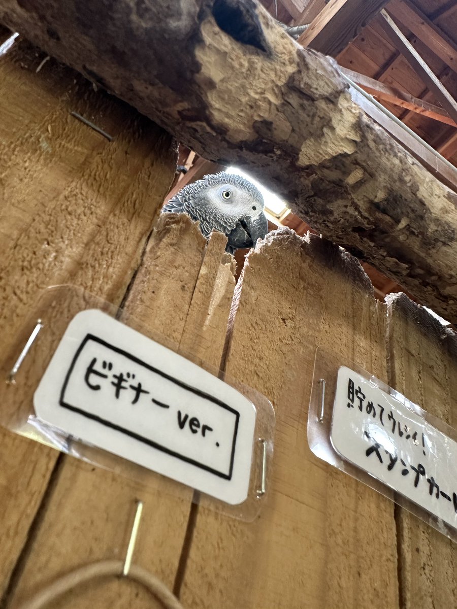 長崎バイオパーク公式 tweet media