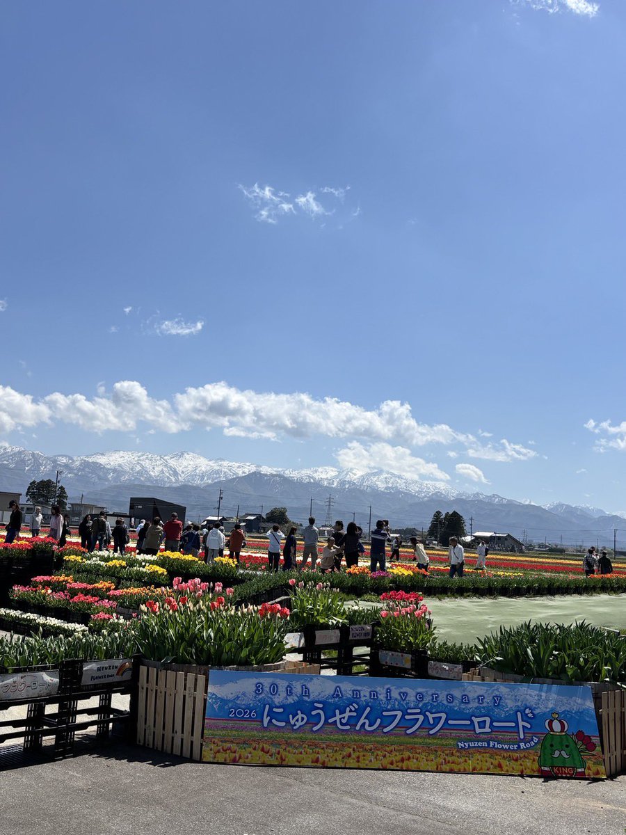 🌷にゅうぜんフラワーロード🌷 tweet media