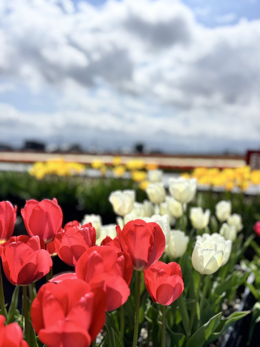 🌷にゅうぜんフラワーロード🌷 tweet media