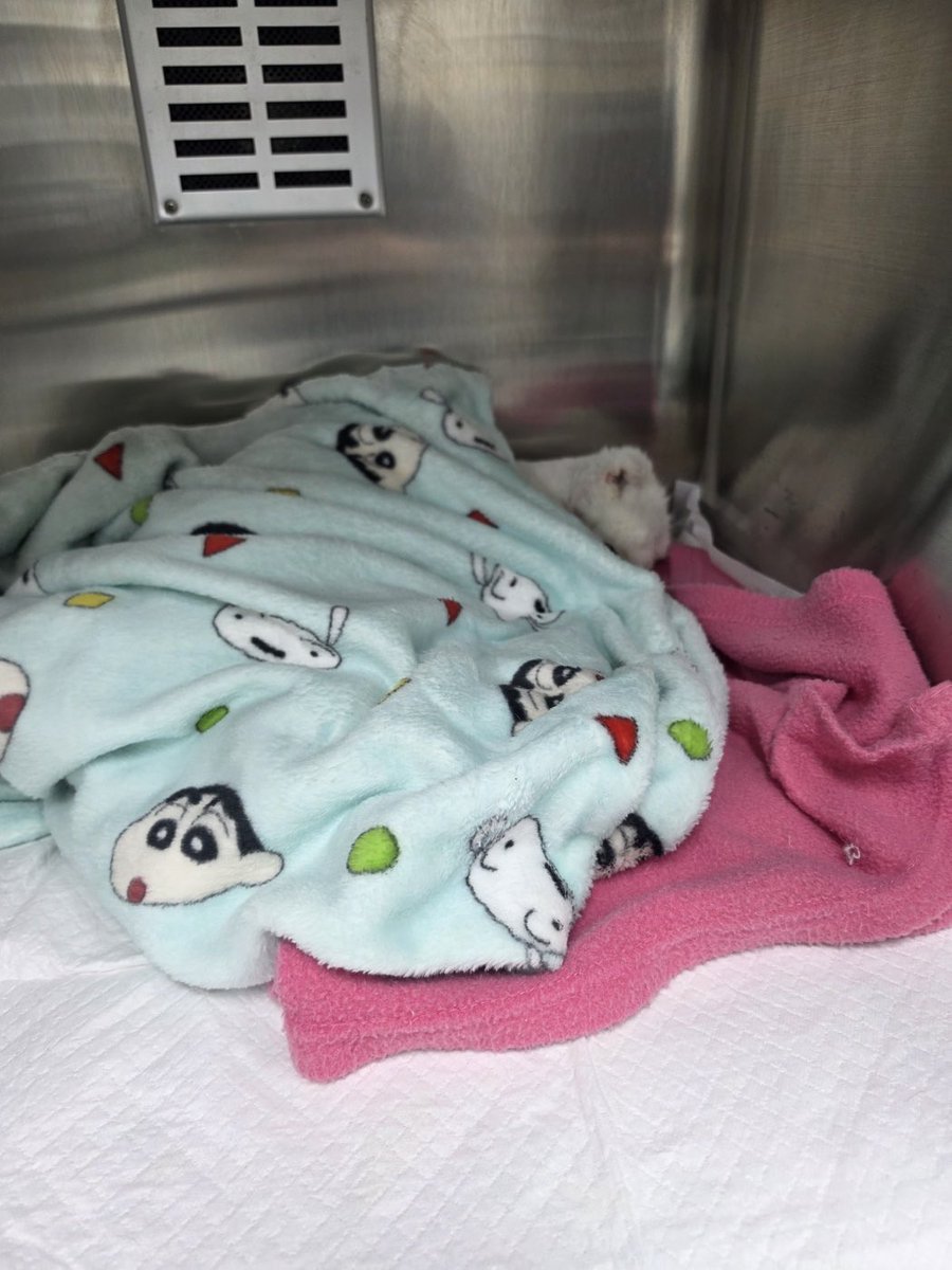 묘멘트쉼터(유기묘 아이들) tweet media