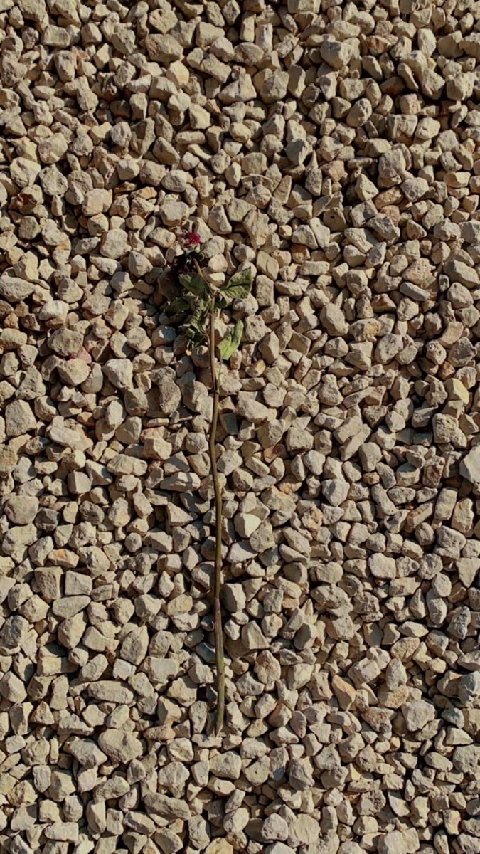 مُسْتاء. tweet media