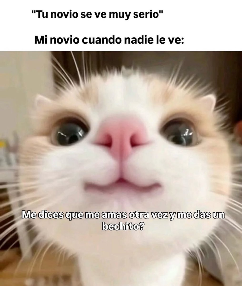 Mundo de Bigotes tweet media