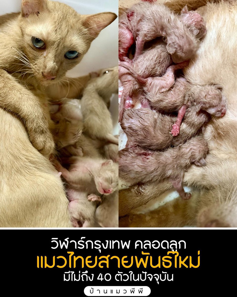 คือผมต้องทราบไหม 🐈⬛ tweet media