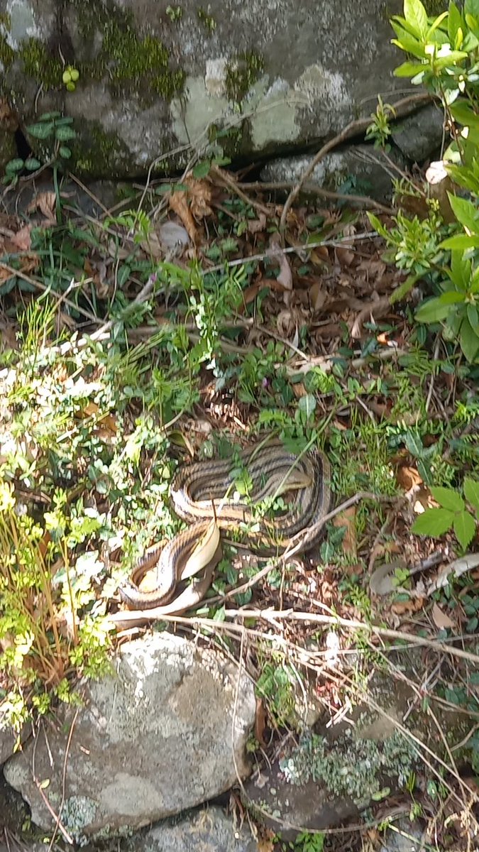 ユチマ tweet media