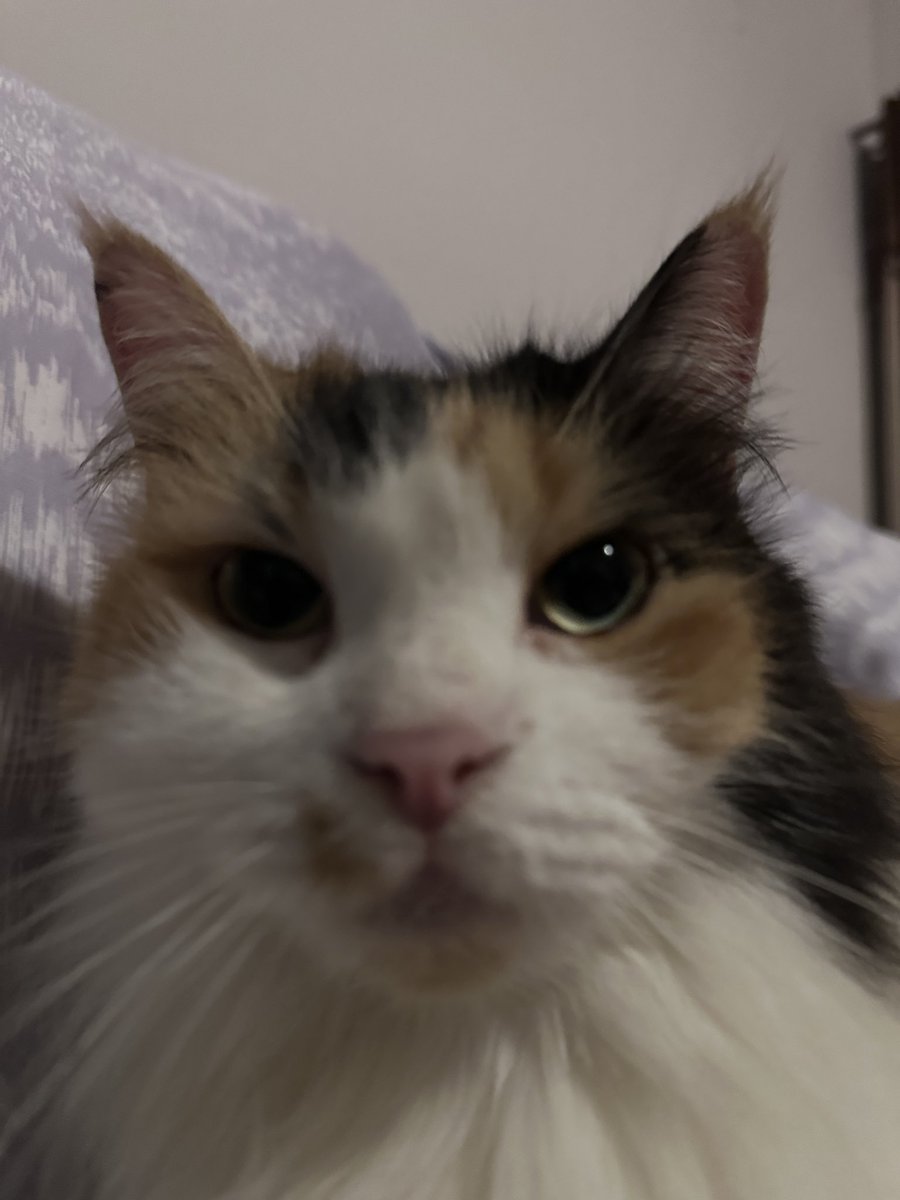 Mau foto depan lu malah kebuka kamera depan bilek