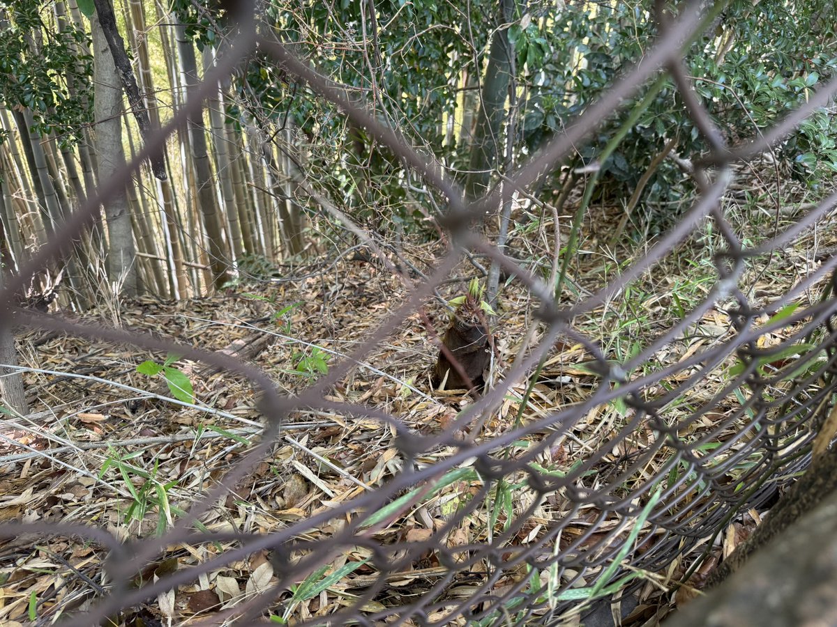 ぬまじ tweet media