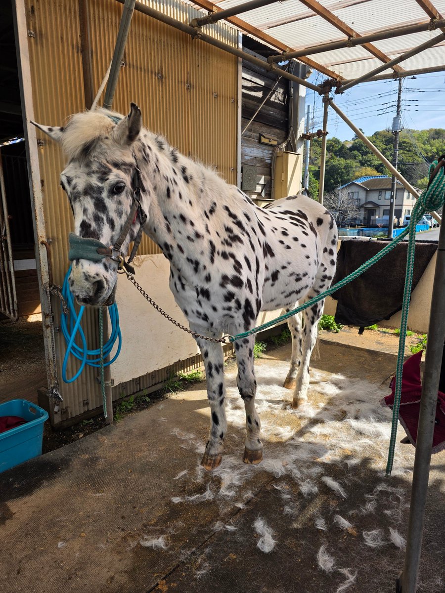 Winter storm Rare is in full force (help...)

レアの雪が止まらない!