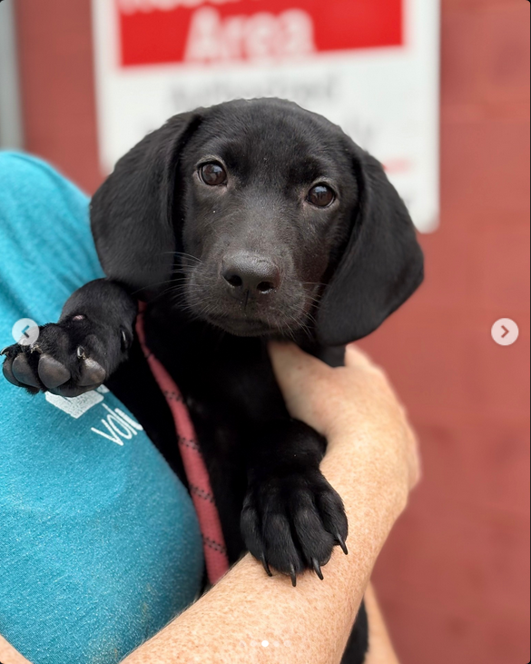 Meet ARYA! The newest addition to the family. I adopted her from our local SPCA after she was rescued from an a/b/u/s/e/ situation.